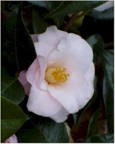Magnoliaeflora Camellia, Hagoromo Camellia, Camellia japonica 'Magnoliaeflora', C. japonica 'Hagoromo'
